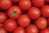 Rusya 1 milyon domatesi imha etti