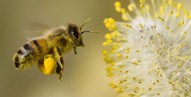 Baharda polen yorgunluk ve burun akıntısı yapıyor
