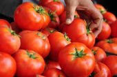Rusya’dan domateslerin güvenliği engeli