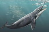Eski balinalar, yumuşak devler değil avcılardı: bilim adamları