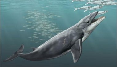Eski balinalar, yumuşak devler değil avcılardı: bilim adamları