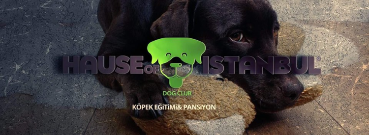 Köpek Eğitimi Adalar