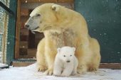 25 yıl sonra İngiliz topraklarında doğan ilk kutup ayısı