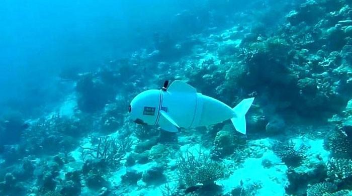 Robotik balık, dalışını deniz yaşamının daha fazlasını ortaya çıkartıcak