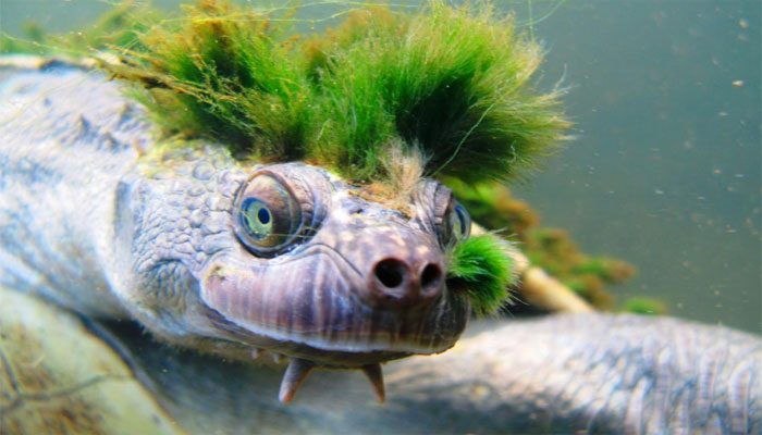 Avustralya’nın ‘serseri kaplumbağası’, Mohicalıların son tehlikesi