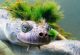 Avustralya’nın ‘serseri kaplumbağası’, Mohicalıların son tehlikesi