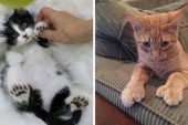 Kedi Sahiplenme Artık Petsbook Sayesinde Çok Kolay!