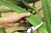 Aloe Vera Yaprağı Nasıl Koparılır