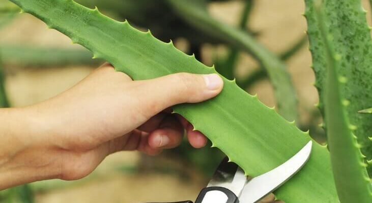 Aloe Vera Yaprağı Nasıl Koparılır