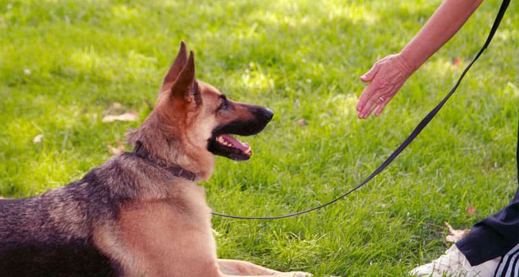 Köpek Eğitmeni Nasıl Olunur! İşte Eğitmen Rehberi