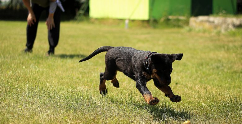 Yavru köpek yetiştirmek çok eğlencelidir