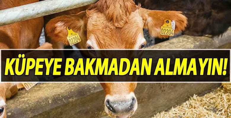 Hayvan Kulak Küpesi Sorgulama Nasıl Yapılır?
