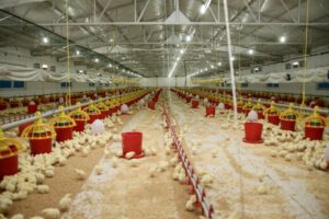 Şenpiliç ekosistemi sözleşmeli çiftliklerle