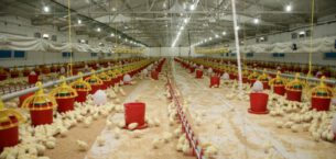 Şenpiliç ekosistemi sözleşmeli çiftliklerle
