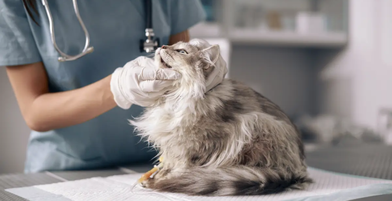 Sakarya Veteriner İle Evcil Hayvanlar İçin Güvenli Ve Uzman Hizmet