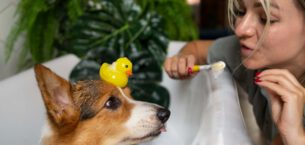 Kapsamlı Veteriner Hizmetleri